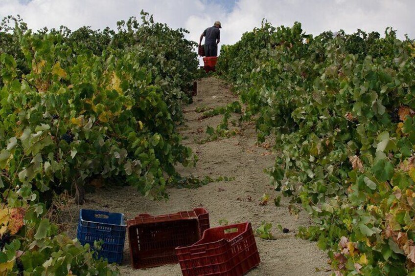 Wine Tasting Experience @ Lyrarakis Winery (Transfer Included)