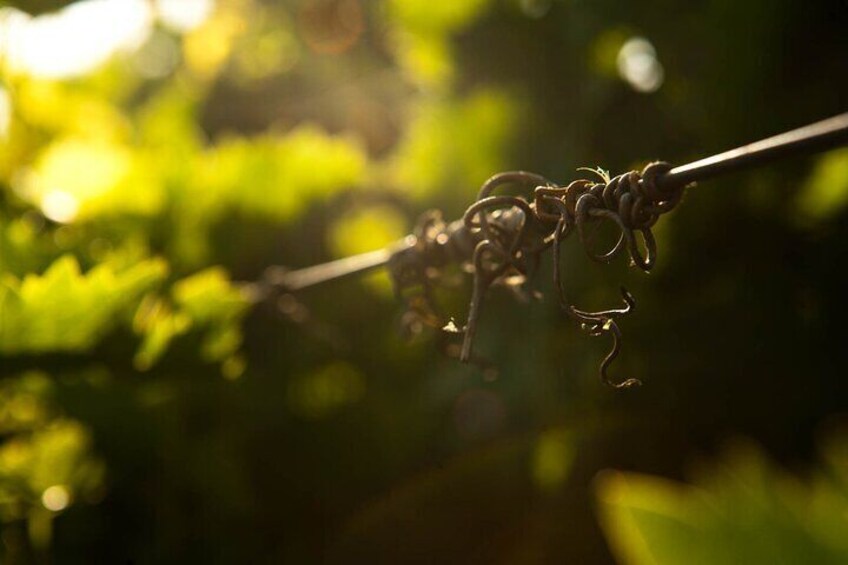 Wine Tasting Experience @ Lyrarakis Winery (Transfer Included)