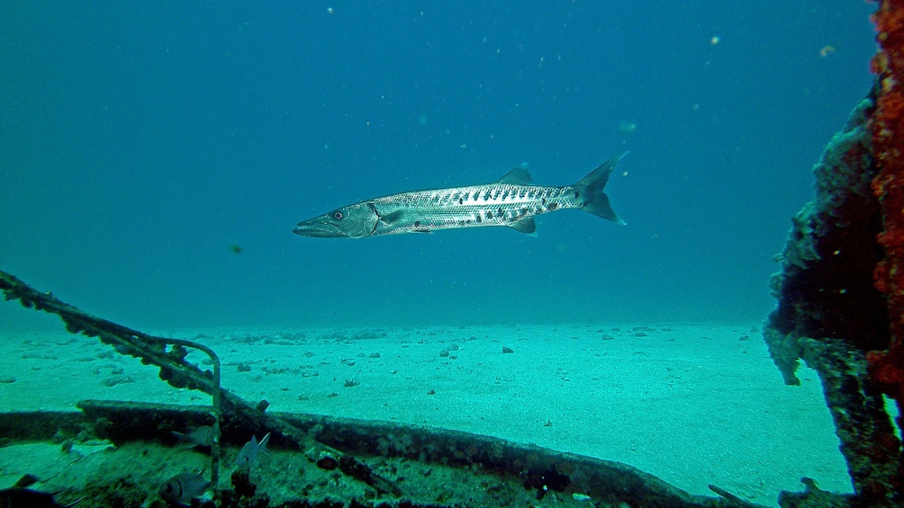 Sunken vessel in Saint Martin