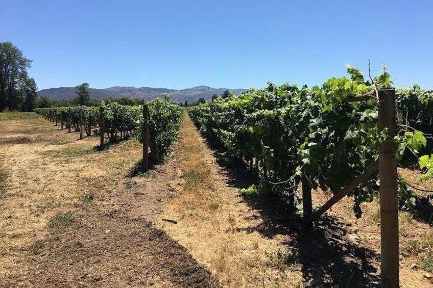 Colchagua Valley