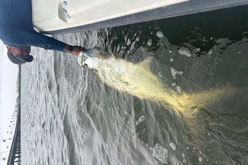 Light Tackle Tarpon & Snook Fishing Charter