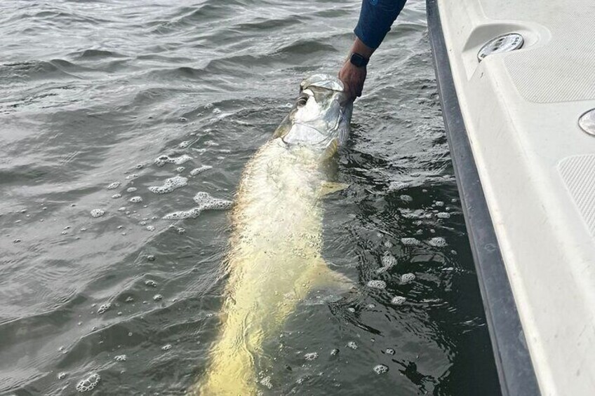 Light Tackle Tarpon & Snook Fishing Charter