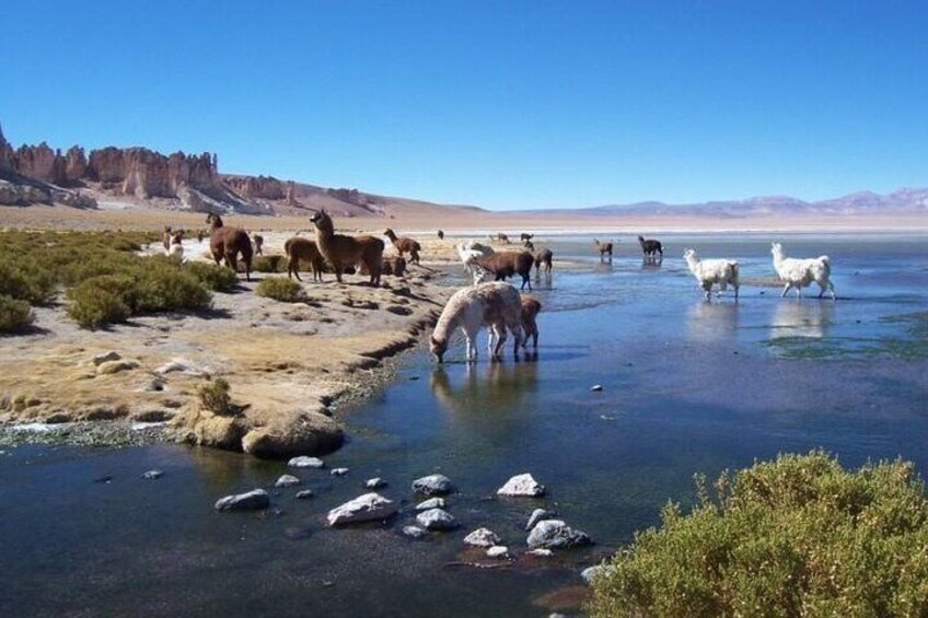 4 Tours to Discover Atacama (3 days)