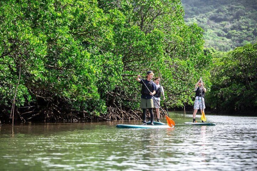 [Ishigaki]Mangrove SUP/Canoe + Blue Cave Snorkeling