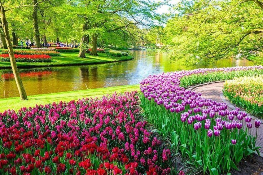 Private Keukenhof Tulip Fields & Millions of Flower Sightseeing Tour From A'dam