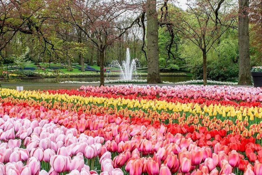 Private Keukenhof Tulip Fields & Millions of Flower Sightseeing Tour From A'dam