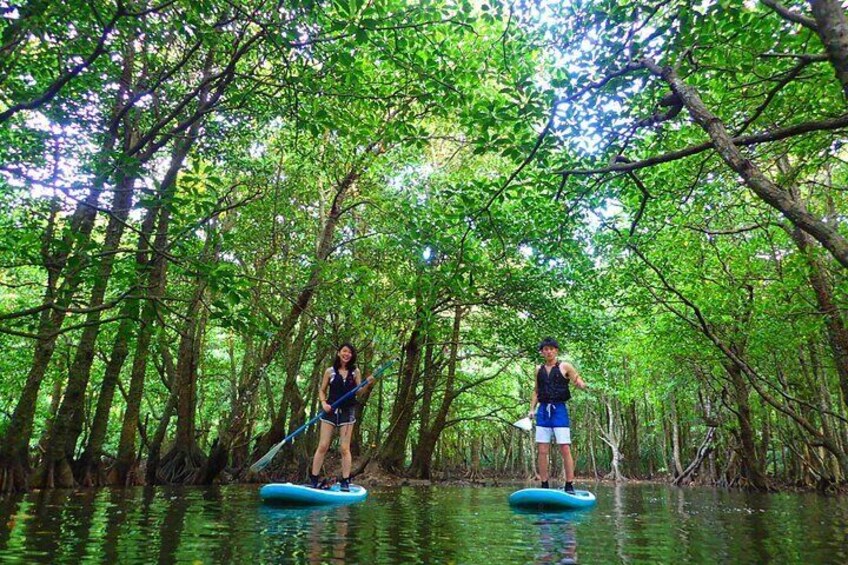 [Okinawa Iriomote] SUP/Canoe Tour at Mangrove & limestone cave exploration