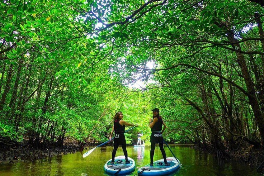 [Okinawa Iriomote] SUP/Canoe Tour at Mangrove & limestone cave exploration