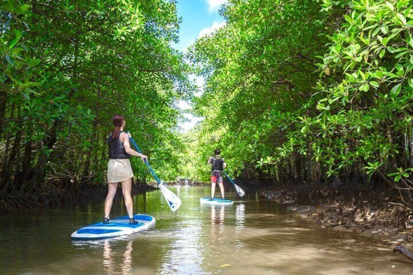 [Okinawa Iriomote] SUP/Canoe Tour at Mangrove & limestone cave exploration