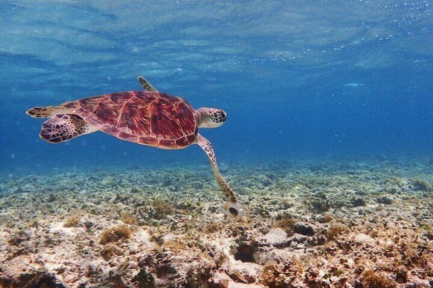 [Okinawa Ishigaki] Snorkeling tour at Ishigaki-Blue Cave