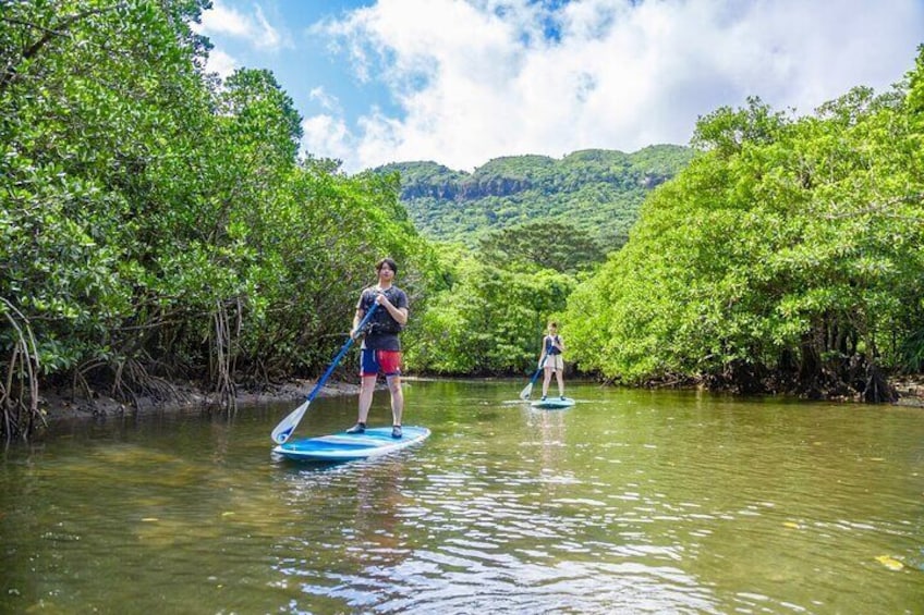[Okinawa Iriomote] SUP / Canoe Tour at Mangrove forest