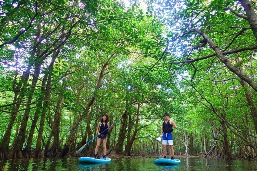 Experience with SUP or canoe guide in mangrove forest in Okinawa