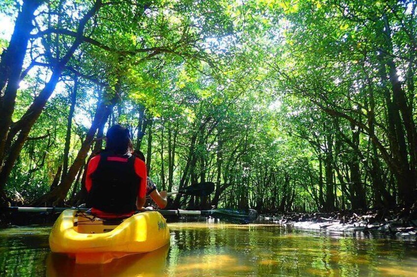 Experience with SUP or canoe guide in mangrove forest in Okinawa