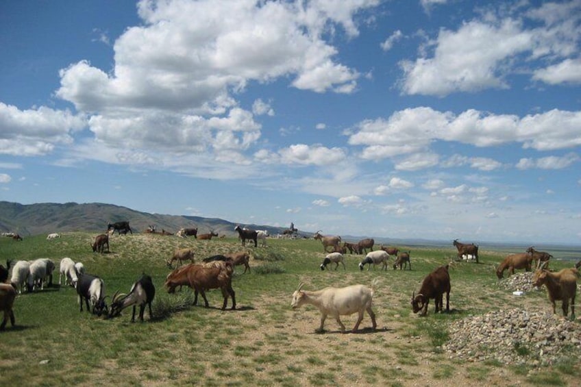 Mini Gobi and the ancient capital Kharkhorin - 4 days