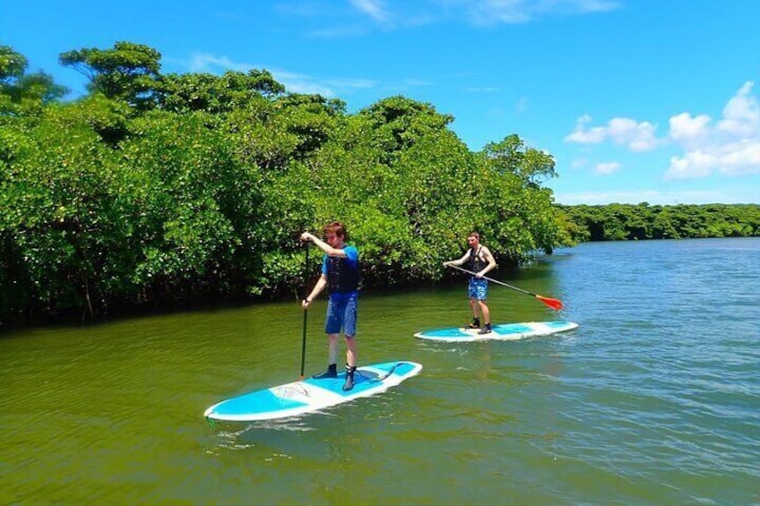 [Ishigaki]Mangrove SUP/Canoe Tour