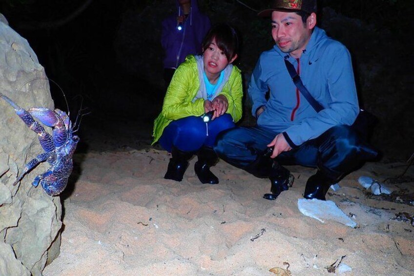 [Okinawa Iriomote] Night Adventure Tour