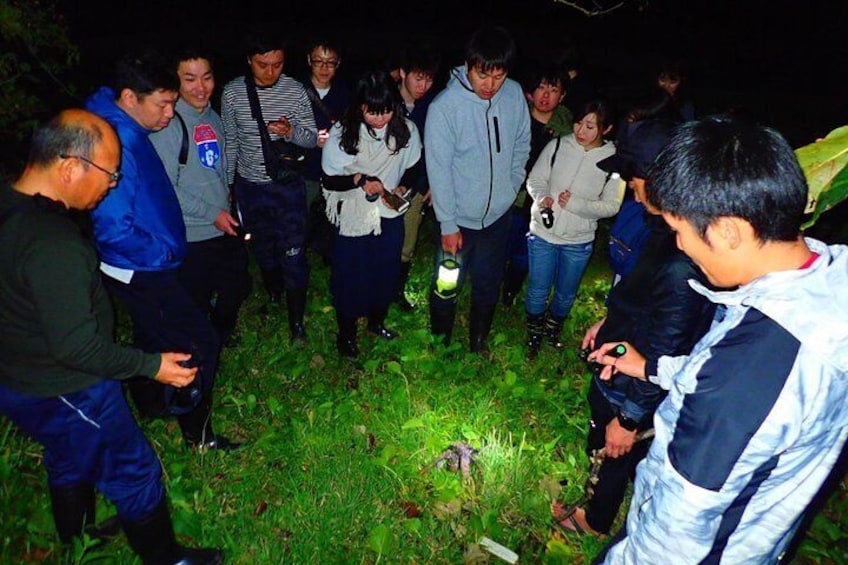 [Okinawa Iriomote] Night Adventure Tour