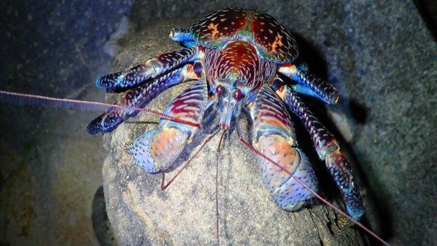 Okinawa Iriomotejima Night Adventure Tour