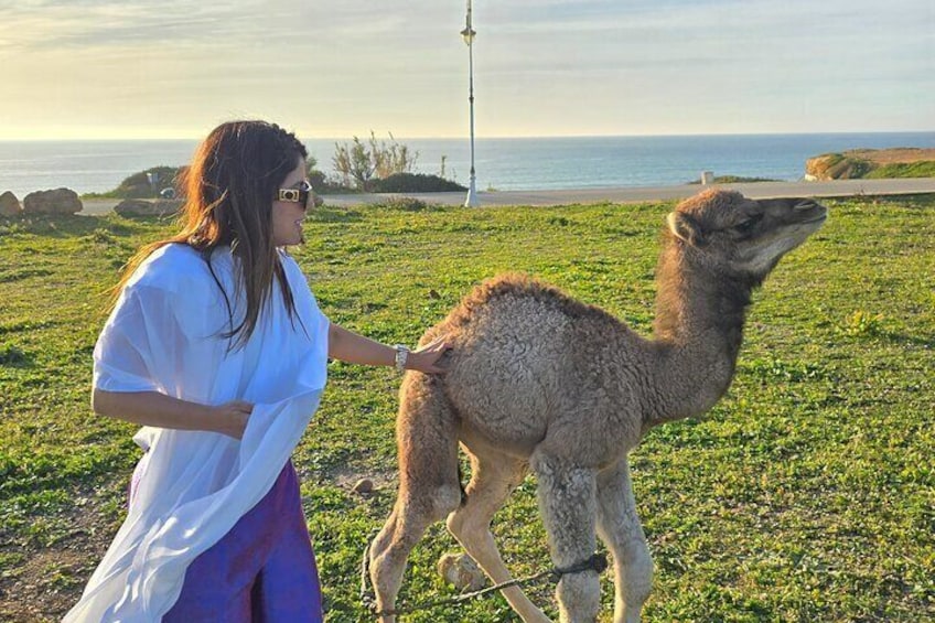 Camel ride in Tanger