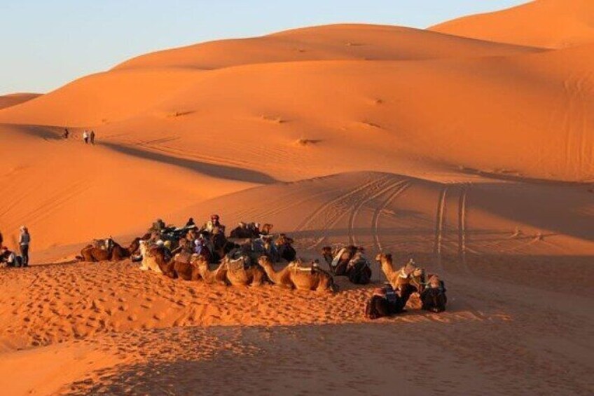 Camel Ride in Tangier