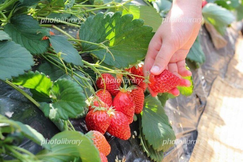 delicious "Amaou" Strawberry Picking Bus Tour: microbus 1-20pax (6h)