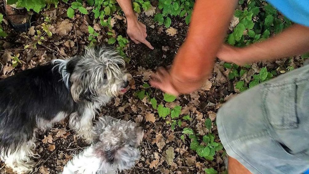 Truffle hunting in France