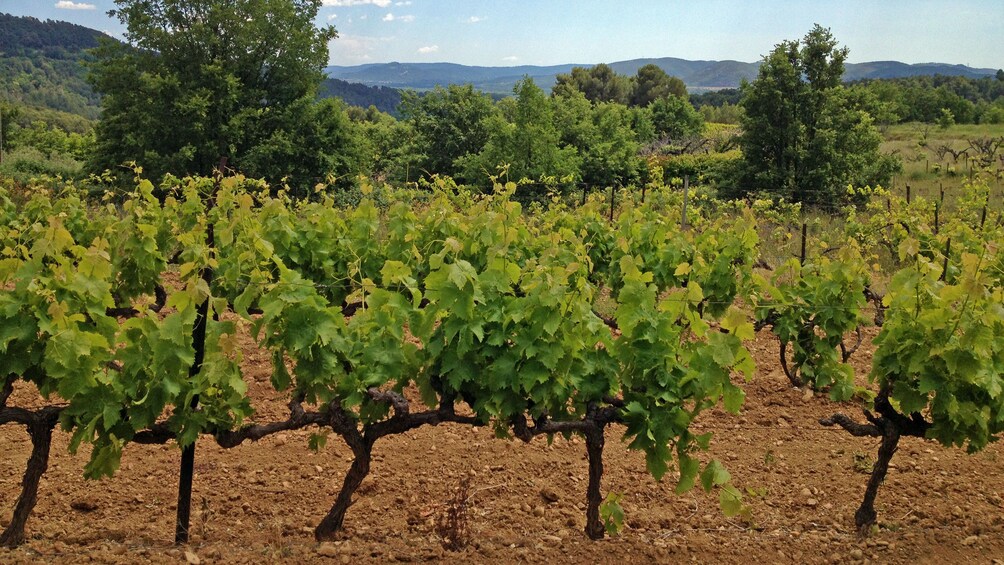 Truffle field in France