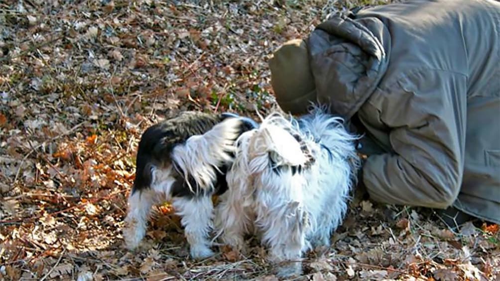 Person with dogs searching for truffles in France