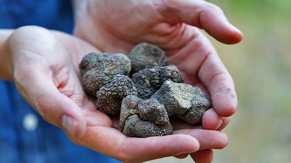Wild truffles in France