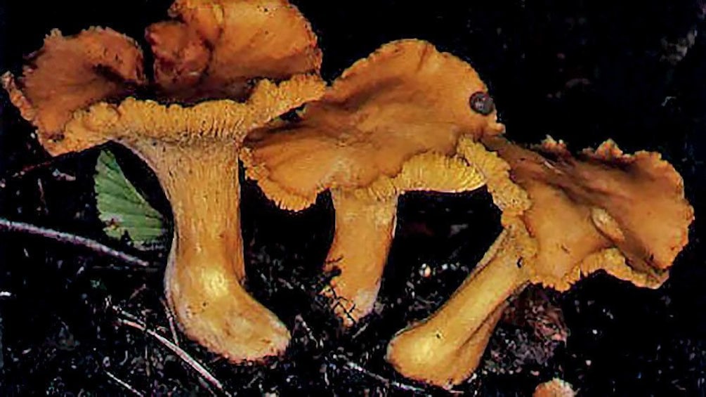 Wild mushrooms in France