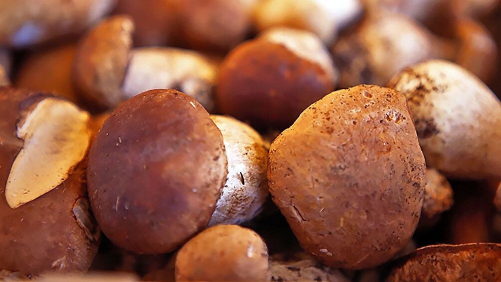 Mushroom harvest in France