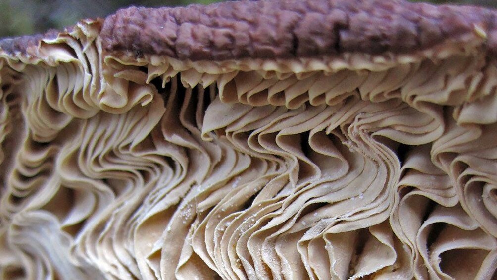 Show item 3 of 7. Unique mushrooms in France