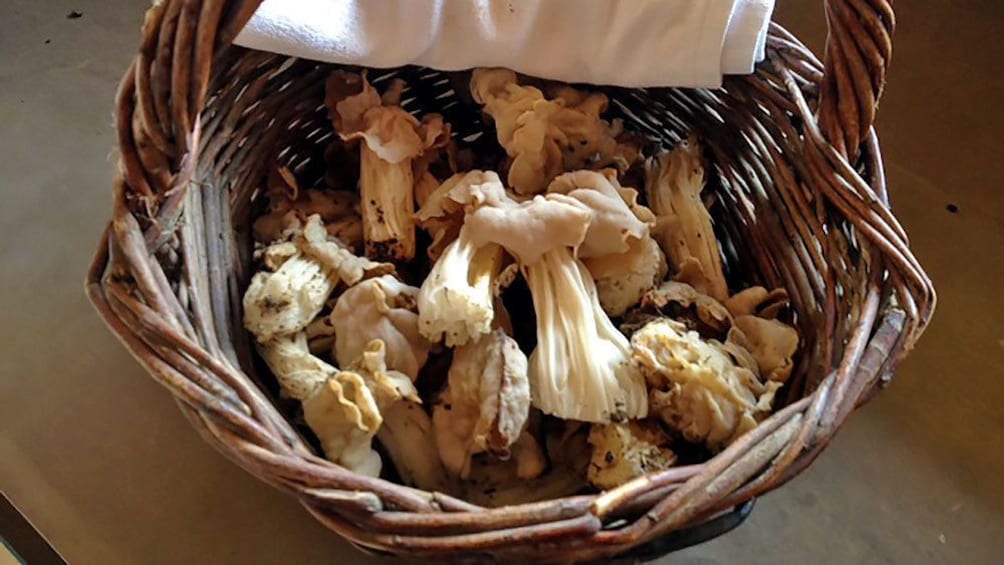 Mushroom basket in France