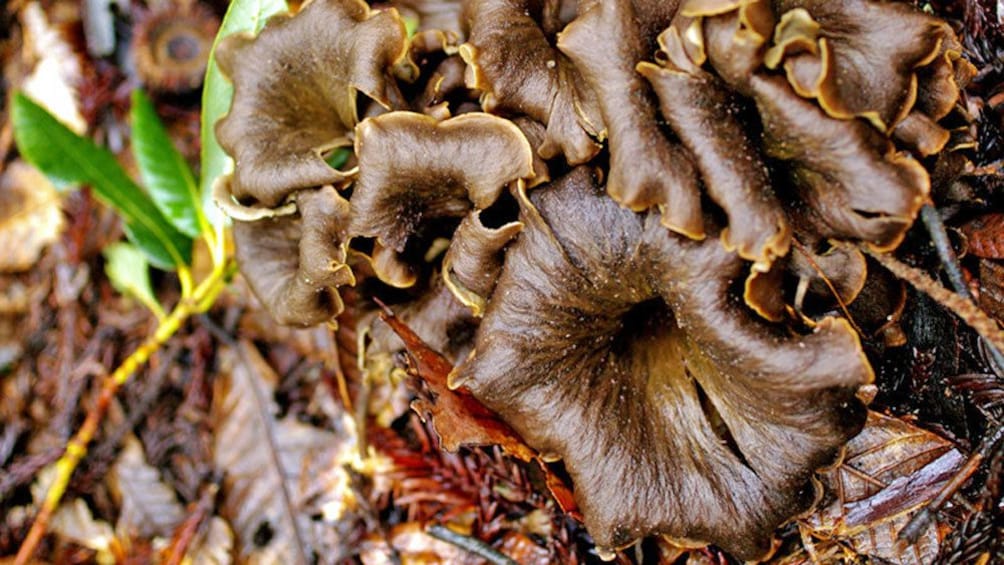 Mushroom hunting in France