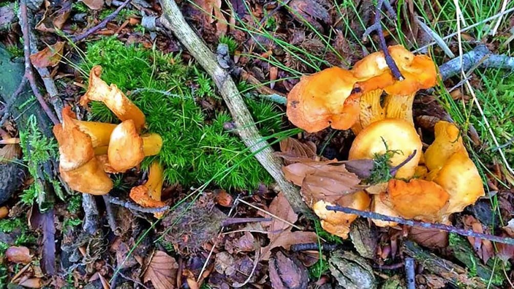 Wild mushrooms in France