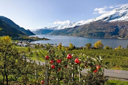 Rosendal & Hardangerfjord Cruise - Self guided day tour