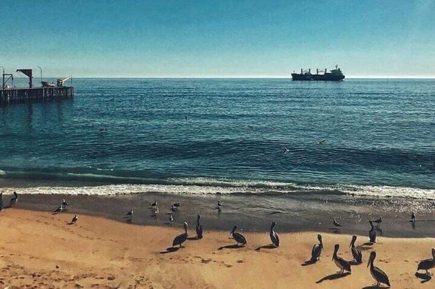 Valparaiso and Viña del Mar tour and wine tasting included