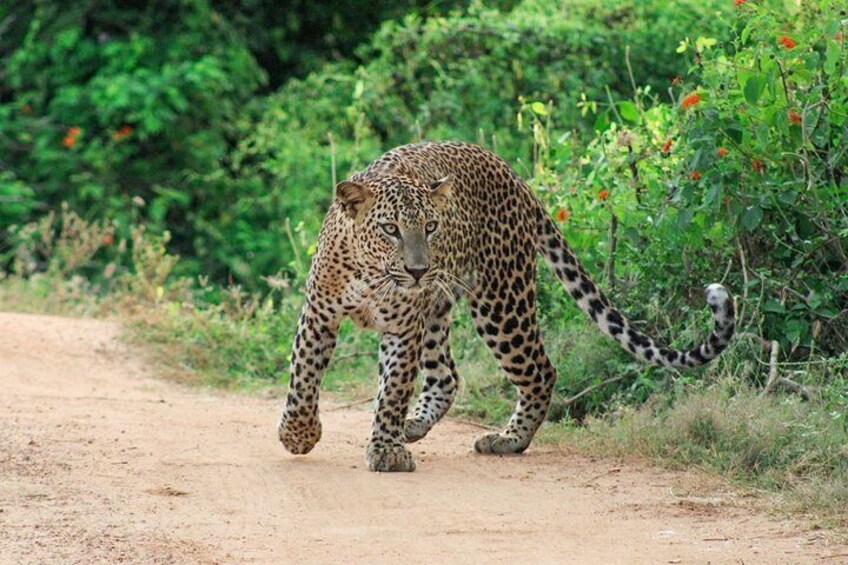 Yala National Park Private Safari with Naturalist