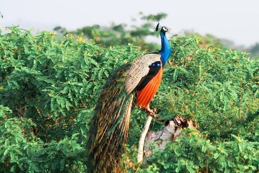 Yala National Park Private Safari with Naturalist