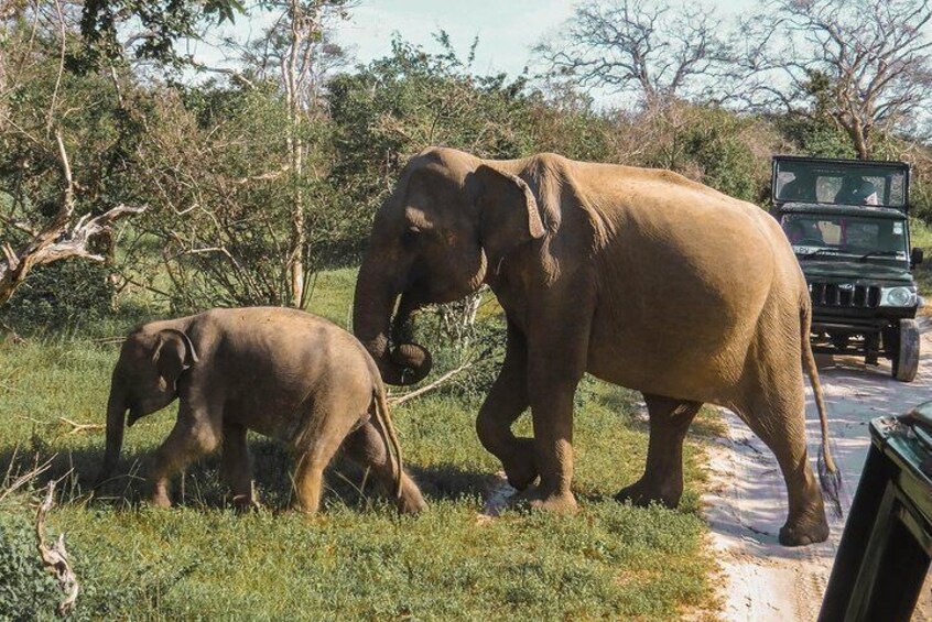 Yala National Park Safari from Unawatuna