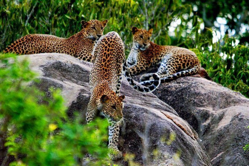 Yala National Park Safari from Unawatuna