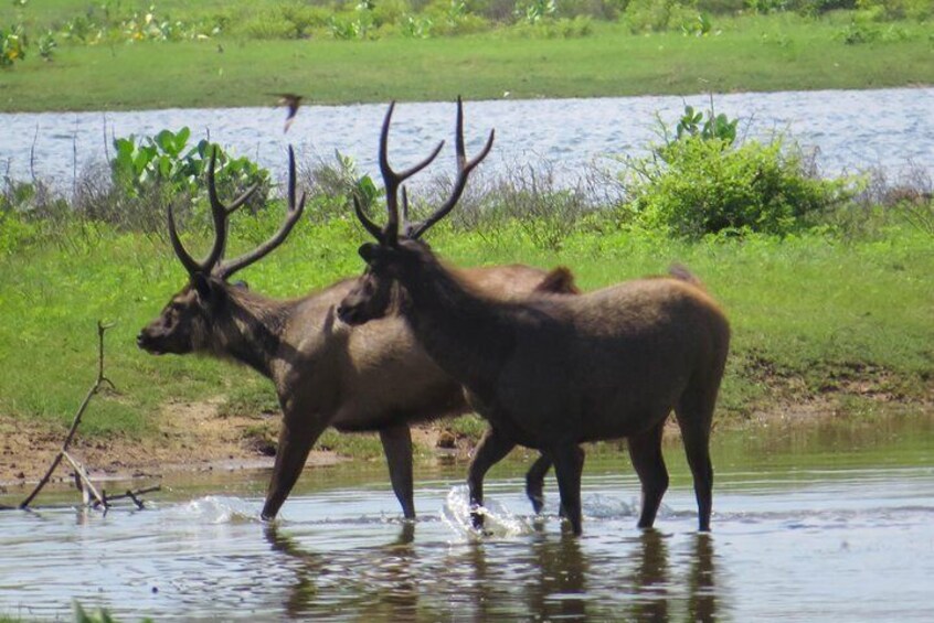 Yala National Park Safari from Unawatuna