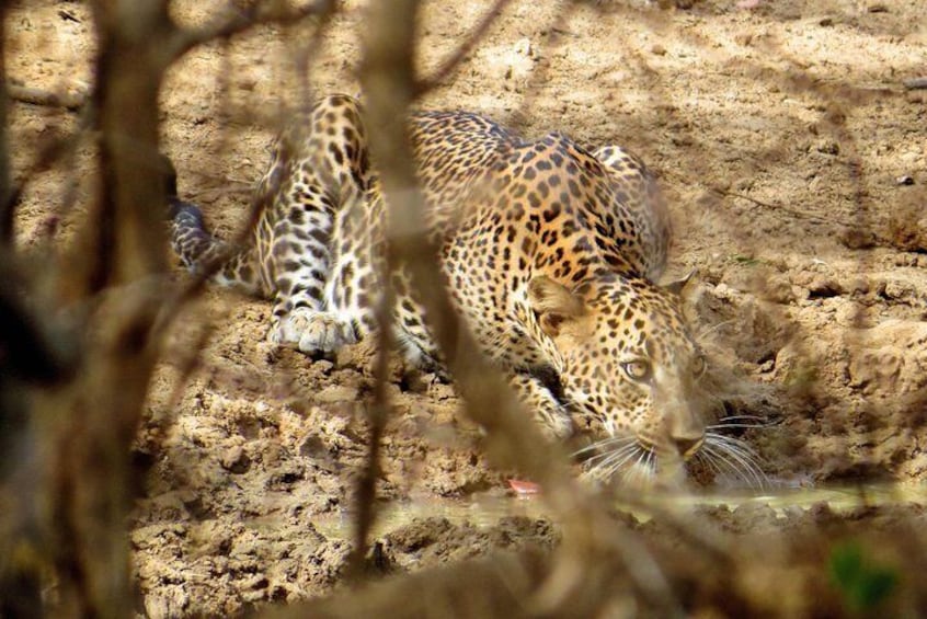 Yala National Park Safari from Unawatuna