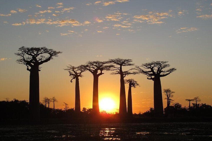Avenue of the Baobabs (sunset)