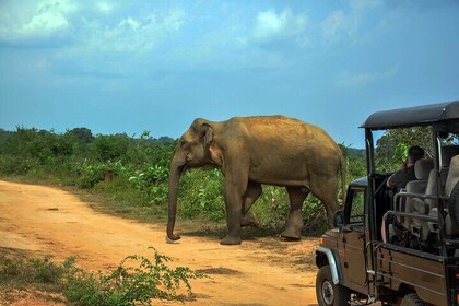 Safari en el Parque Nacional Udawalawe desde Unawatuna