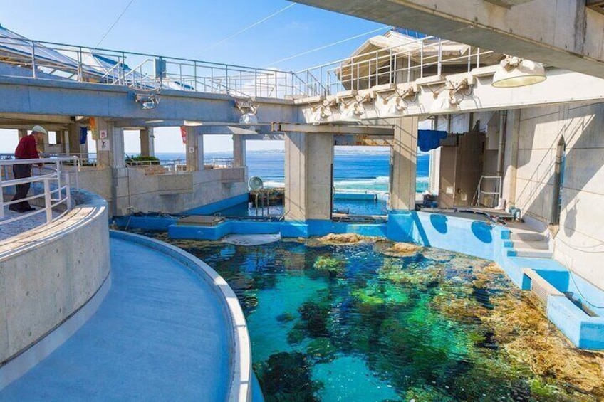 Okinawa Hip-hop Bus B Course Tour (Okinawa Churaumi Aquarium)