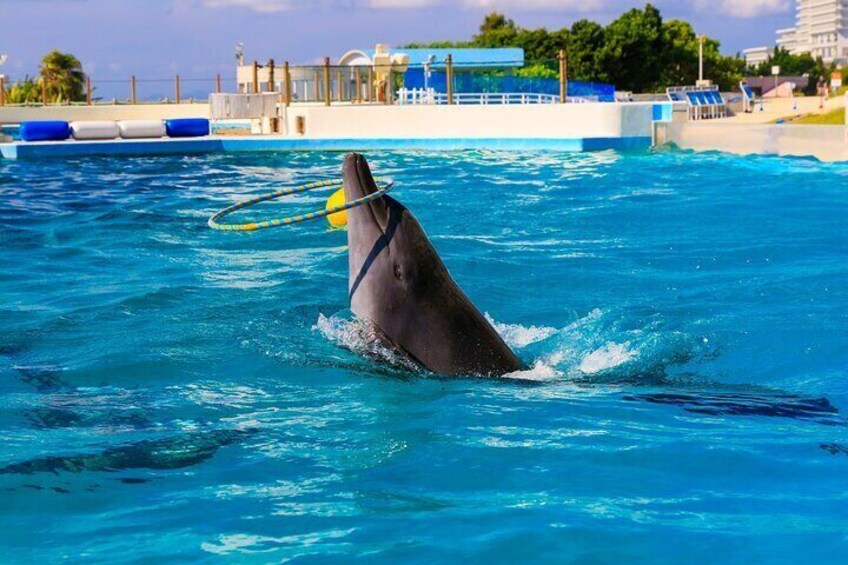 Okinawa Hip-hop Bus B Course Tour (Okinawa Churaumi Aquarium)