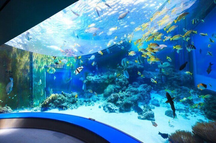 Okinawa Hip-hop Bus B Course Tour (Okinawa Churaumi Aquarium)