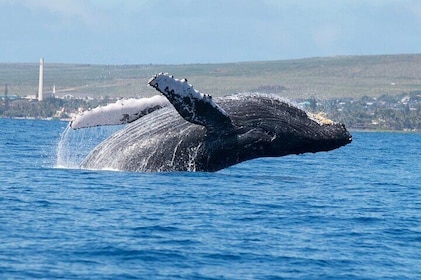 Whale watching inlet and restaurant charm