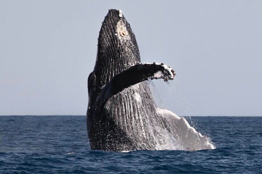 Whale watching inlet and restaurant charm 